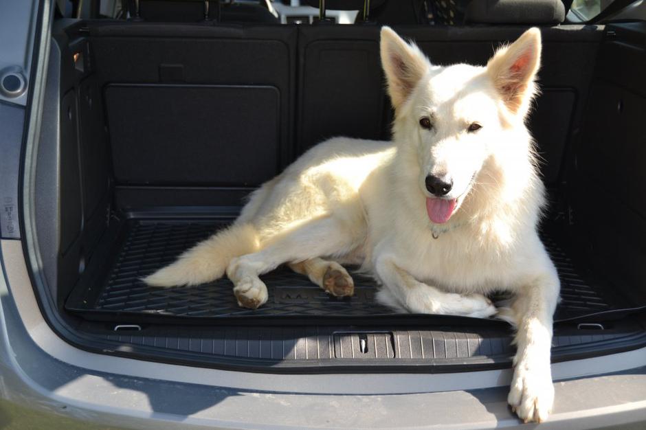 Jack in Meriva | Avtor: Anja Ščuka