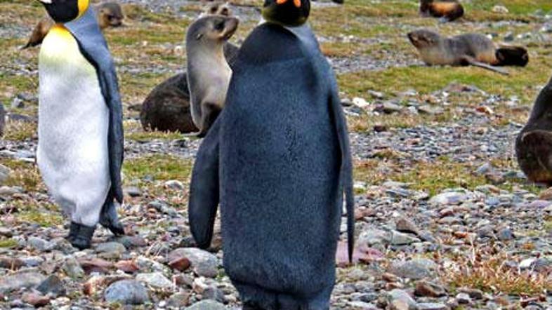 Posebnež. (Foto: National Geographic)