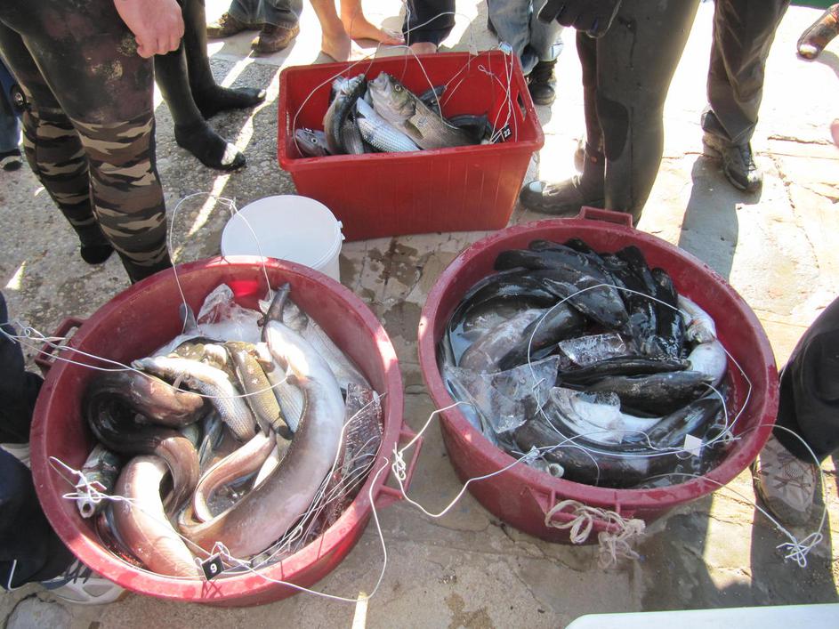 Državno tekmovanje v podvodnem robolovu, Piran, ribiči, ribe