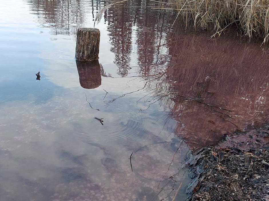 Bled, Blejsko jezero, cvetenje, alge | Avtor: M. Ha.