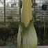 amorphophallus titanum roza cvetenje