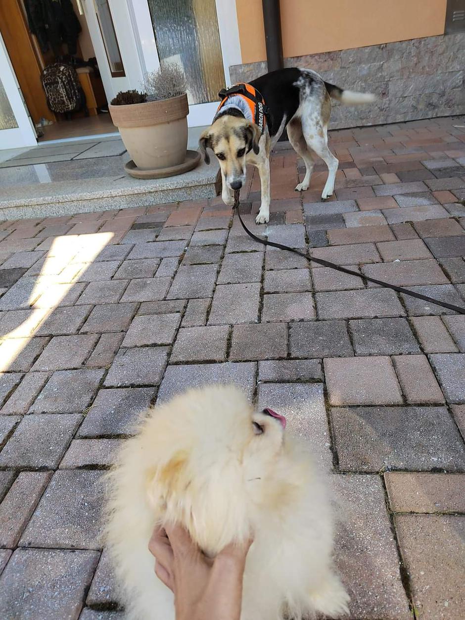 K9 pomeranec | Avtor: sabina piber