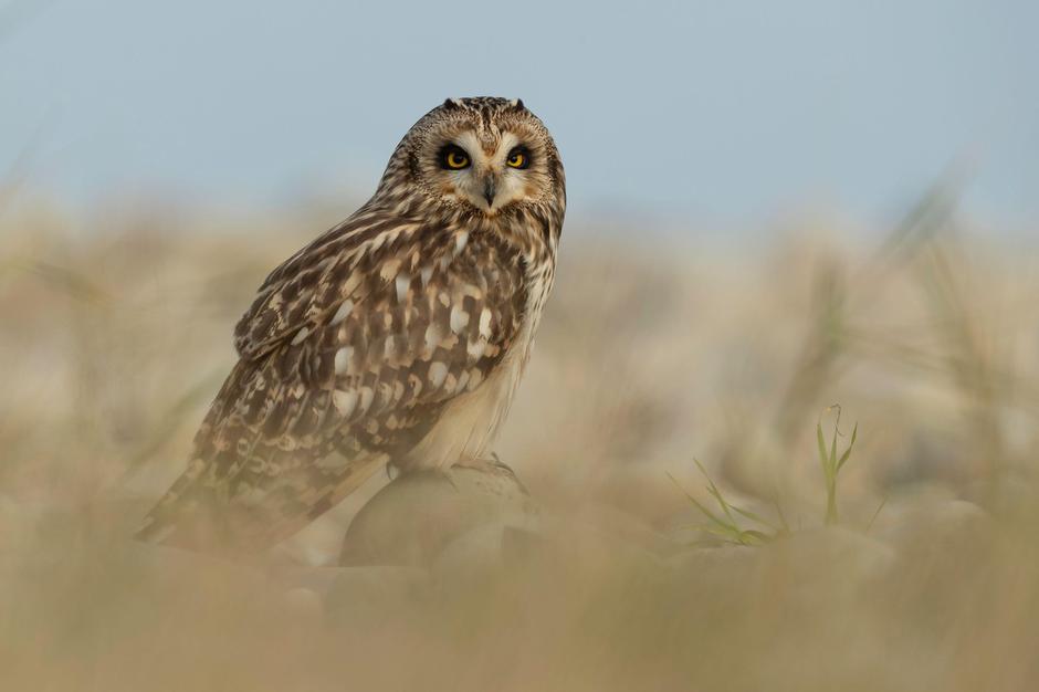 Močvirska uharica | Avtor: Profimedia