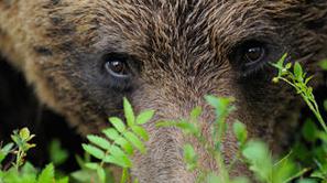 Skupaj je bilo pokončanih 42 ovc in en teliček, škoda pa že presega 6500 evrov. 