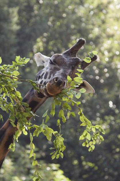 Žirafe v Živalskem vrtu Ljubljana