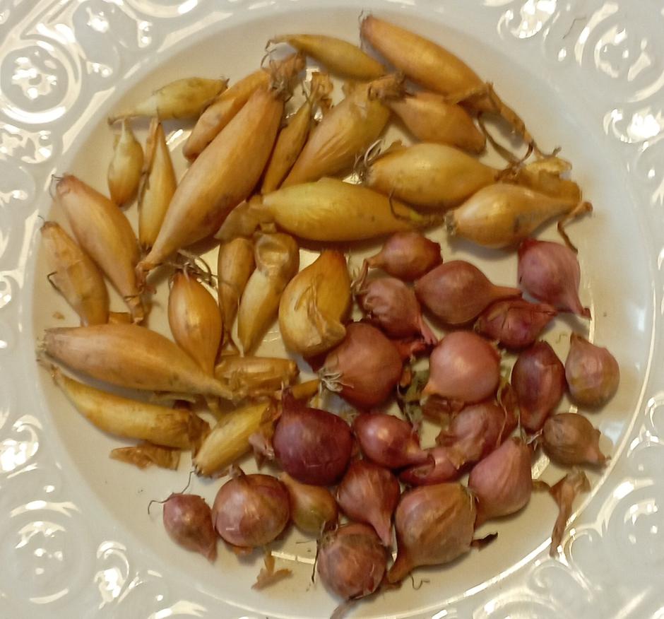 Čebulček belokranjka in ptujska rdeča | Avtor: Žurnal24 