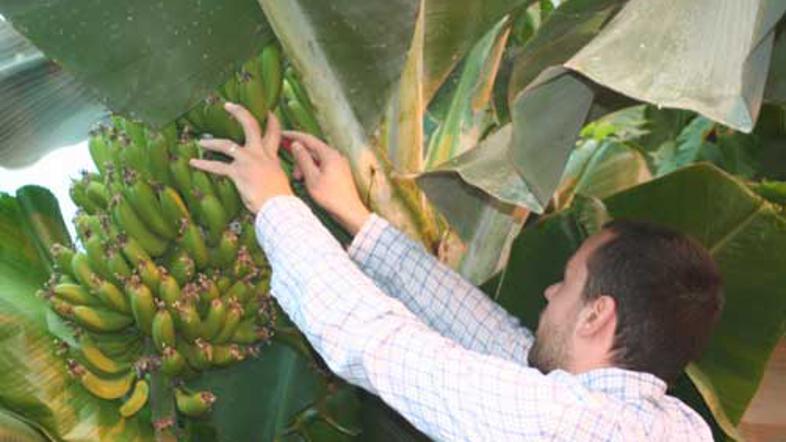 Tudi v Prekmurju pridelujejo banane.