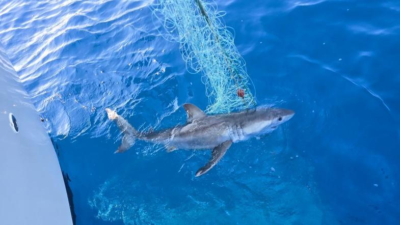 Morski pes, ujet v Črni gori