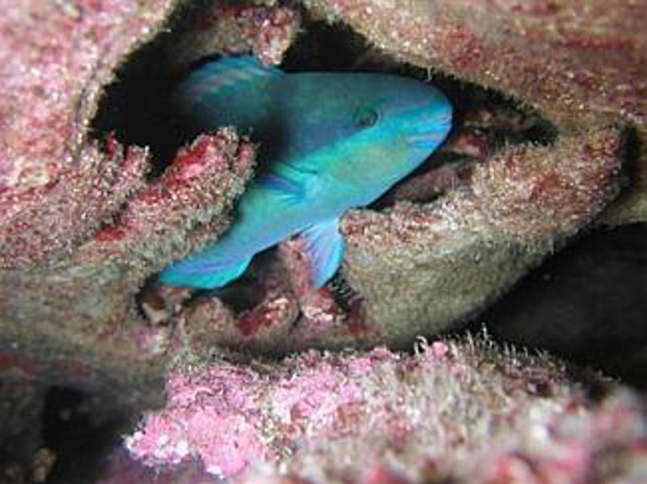 Kiribati je med "lepimi" – koralni grebeni imajo očarljive stanovalce.