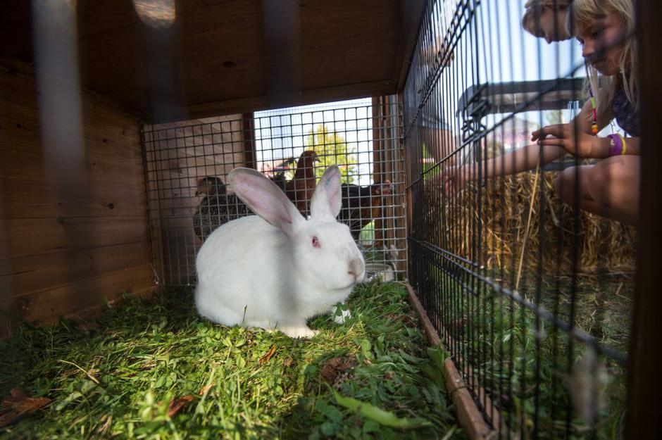 sejem 2016 | Avtor: Anže Petkovšek