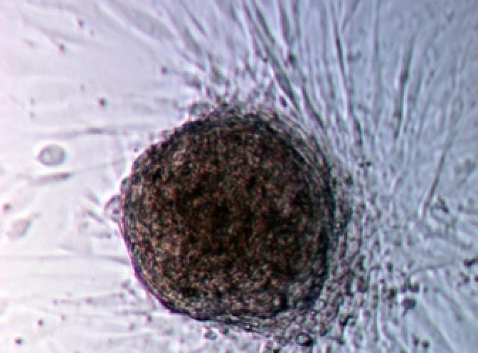 Animacel | Avtor: Animacel