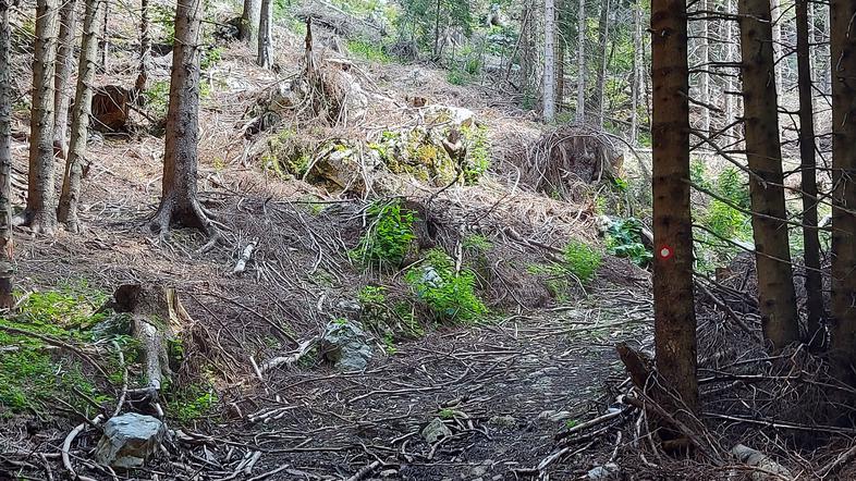 Gozd, nad vasjo Zgornja Sorica