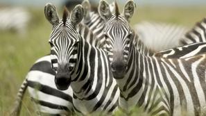 zebra, Serengeti