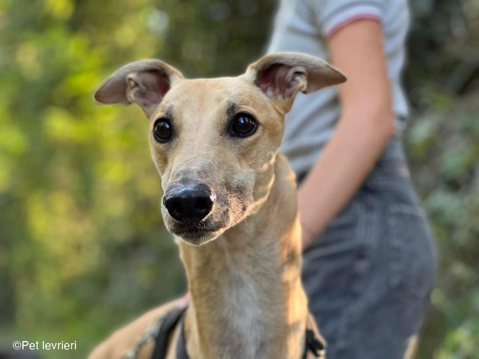 Greyhound ALEX | Avtor: Greyhound ALEX - išče dom