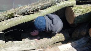 Ilegalci skriti med lesom