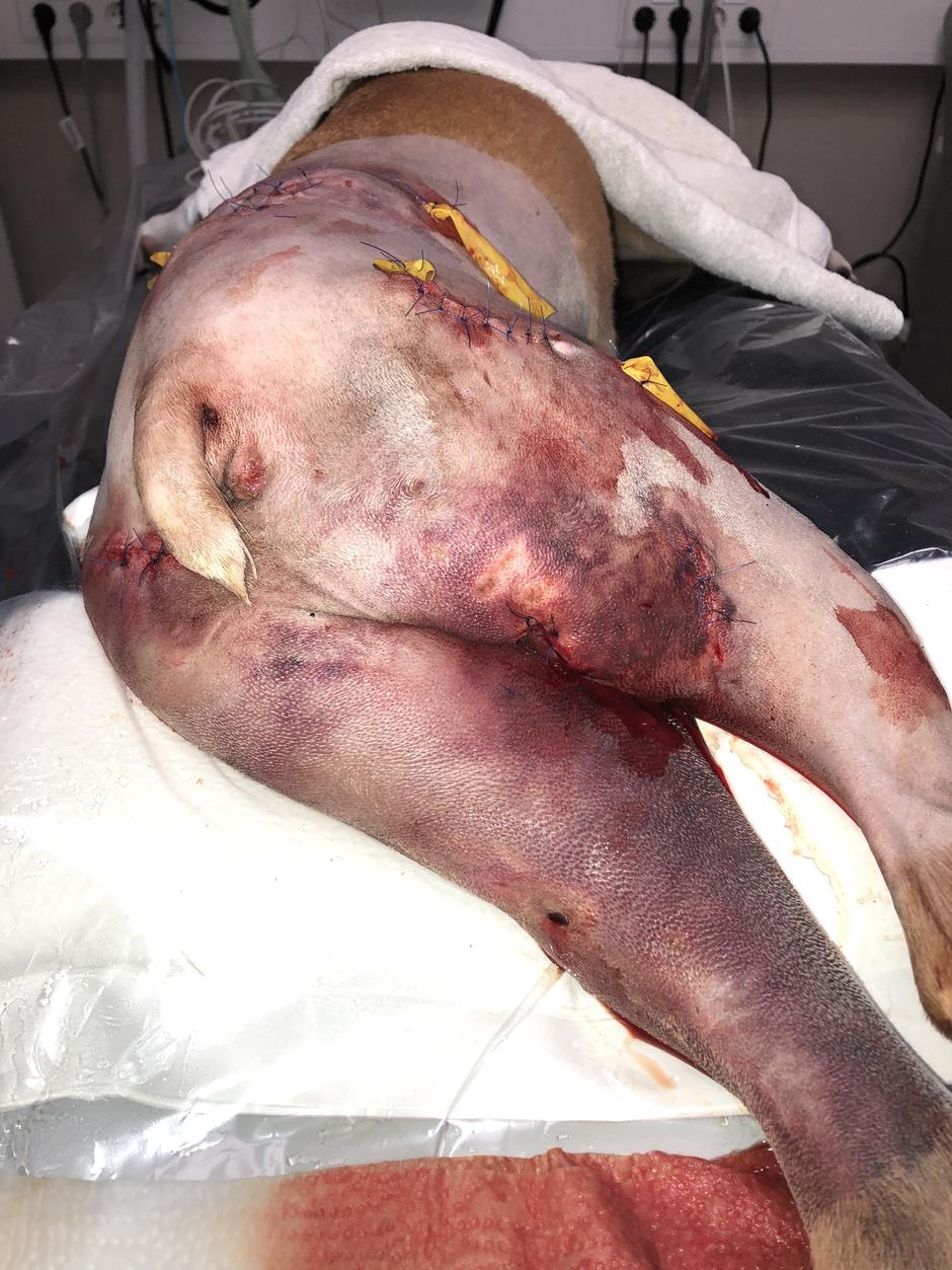 o spuščenih psih | Avtor: FB: osebni arhiv Tanje Plavec