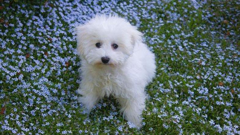 Pes. Kodrasti bišon