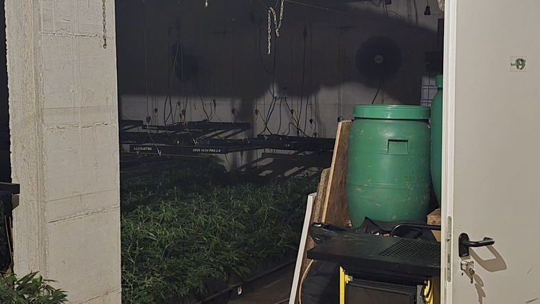 laboratorij gojenje konoplje