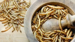 Ličinke hrana insekti