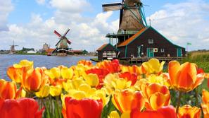 Zivljenje 06.03.14, tulipani, foto: shutterstock