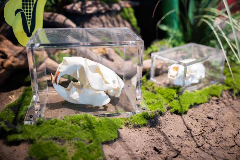 Bobrov center | Avtor: Jure Banfi