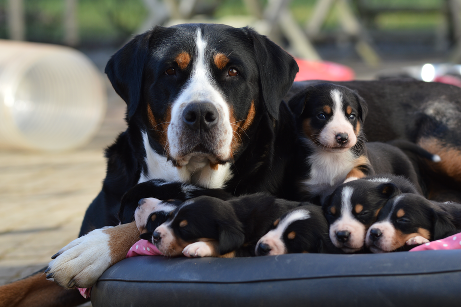 Veliki švicarski planšarski pes | Avtor: Neca Jerkovič