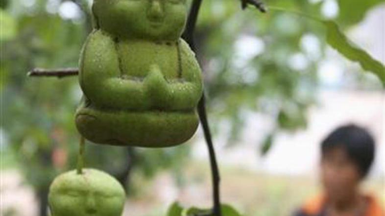 Vedno več kupcev si želi kupiti hruške v obliki dojenčka.