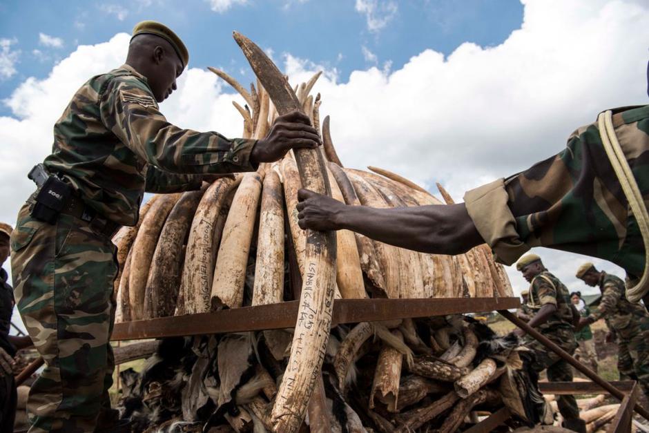 okli slonovina kenija kres | Avtor: Profimedias