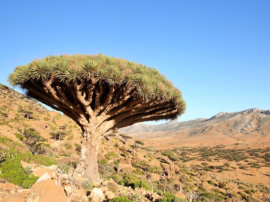 (Foto: Shutterstock)