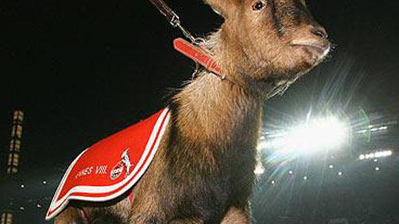 Kozliček Hennes nogometaše Kölna spremlja že dolgih 59 let.