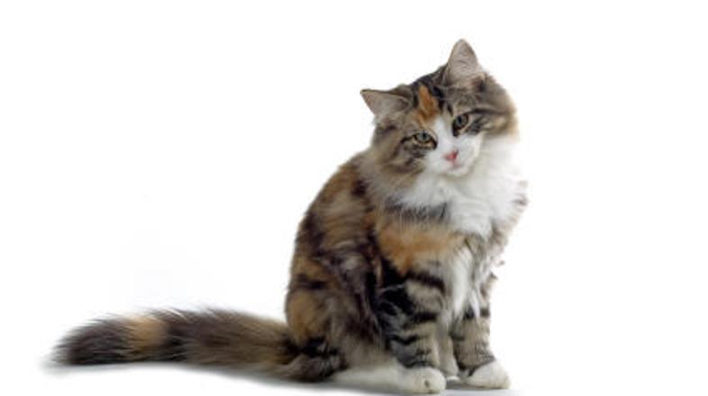 Norveška gozdna mačka, podobna Podgeu