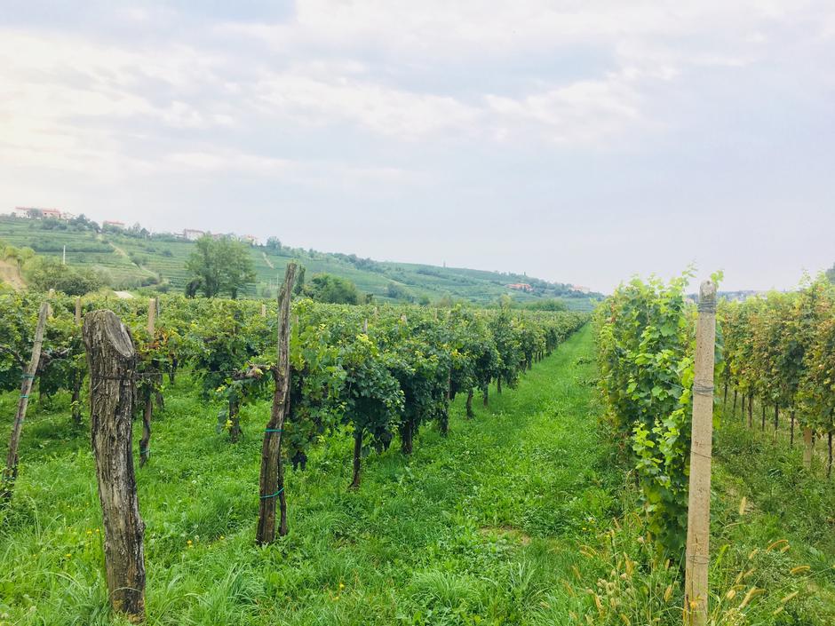 Vinograd | Avtor: A. Š.