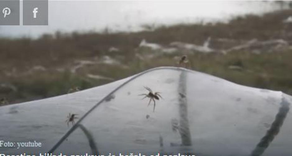 Pajkova mreža | Avtor: Youtube