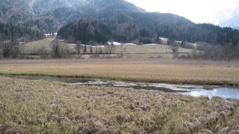 Štiriinpetdeset hektarjev veliko mokrišče Zelenci je bilo leta 1992 razglašeno z