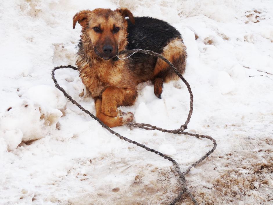 Mučenje živali | Avtor: Profimedia