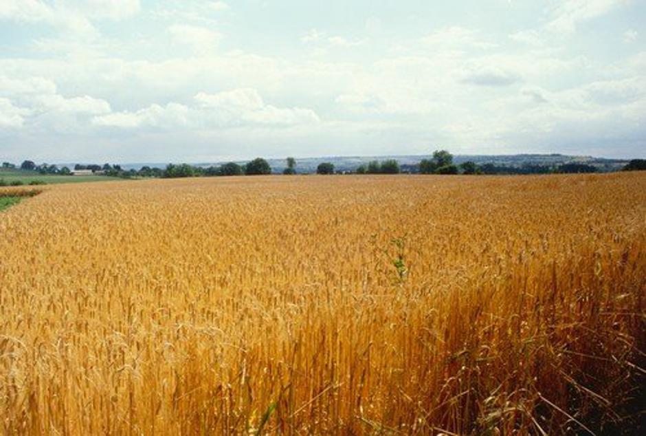 Žitno polje | Avtor: Profimedia