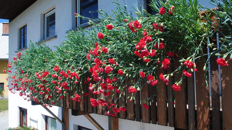 gorenjski nagelj, cvetje, Gorenjska