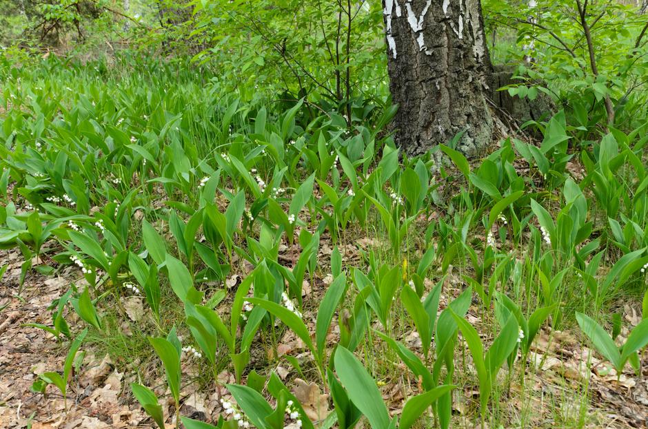 šmarnice | Avtor: šmarnice/profimedia