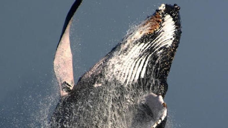 Simbolična fotografija (Foto: iStockphoto)