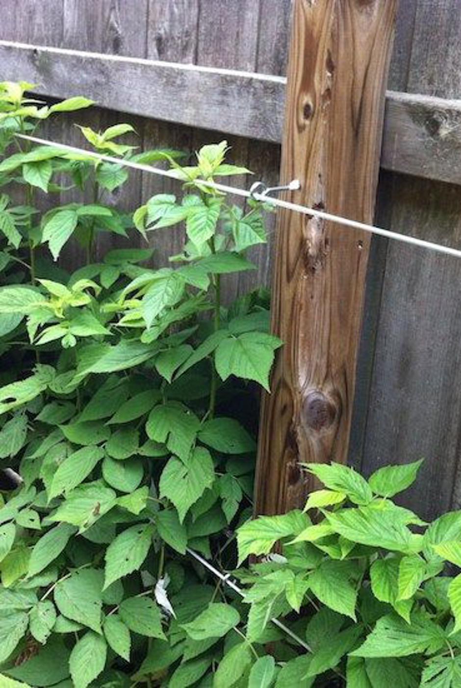 maline | Avtor: Pinterest