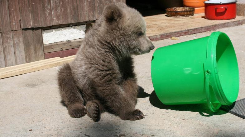 Medvedji mladič je na kmetijo, ki stoji na Podvrhu nad Poljansko dolino, zašel p