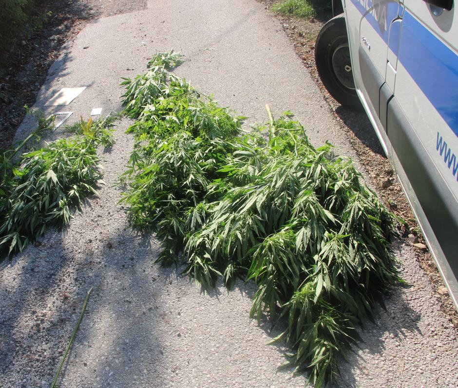 konoplja policija zaseg | Avtor: PP Sevnica