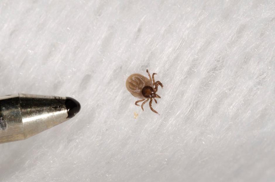 klop | Avtor: Profimedias