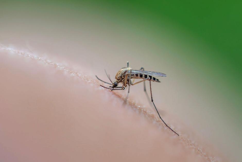 komar na roki | Avtor: Profimedia