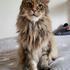 maine coon