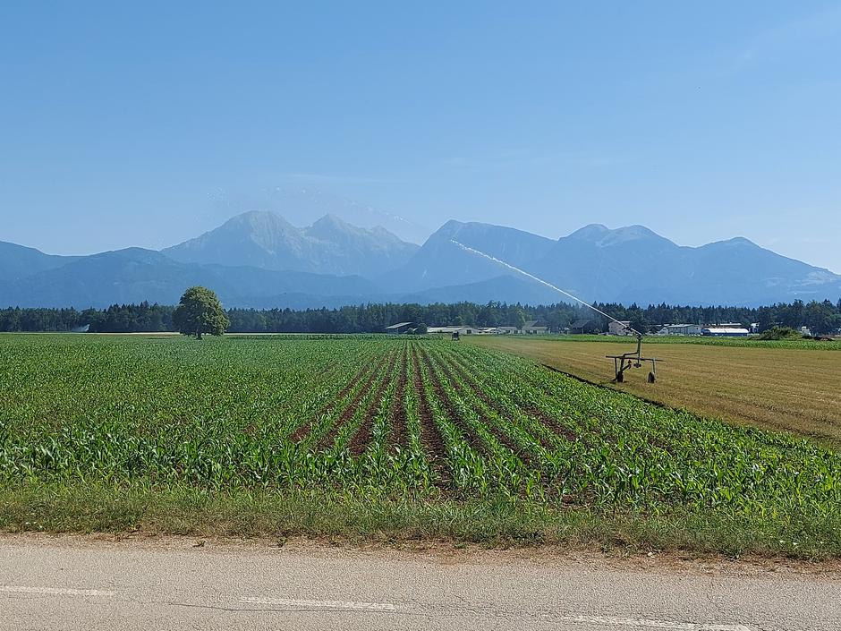 Zalivanje, koruza, Hrastje pri Kranju, Kranj, poljedelstvo, suša | Avtor: M. Ha.