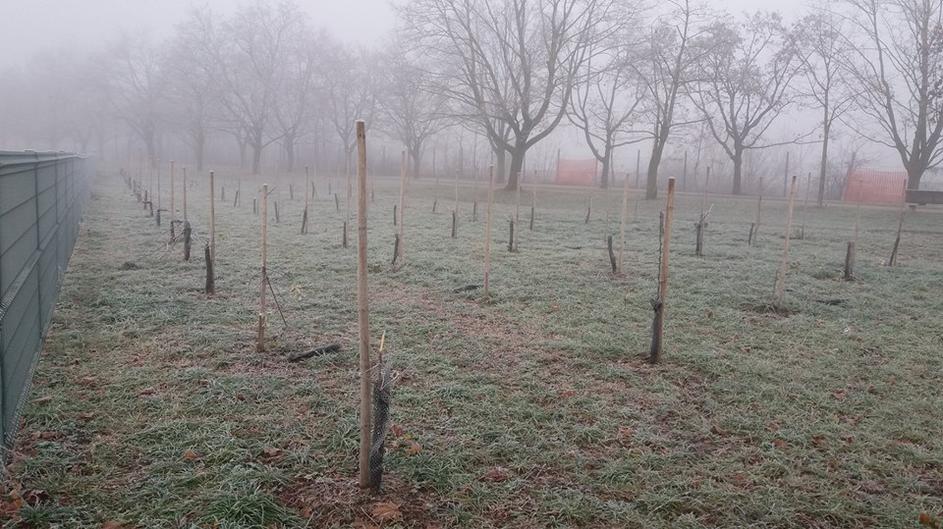 Poškodovana drevesa v sadovnjaku ob Vojkovi cesti