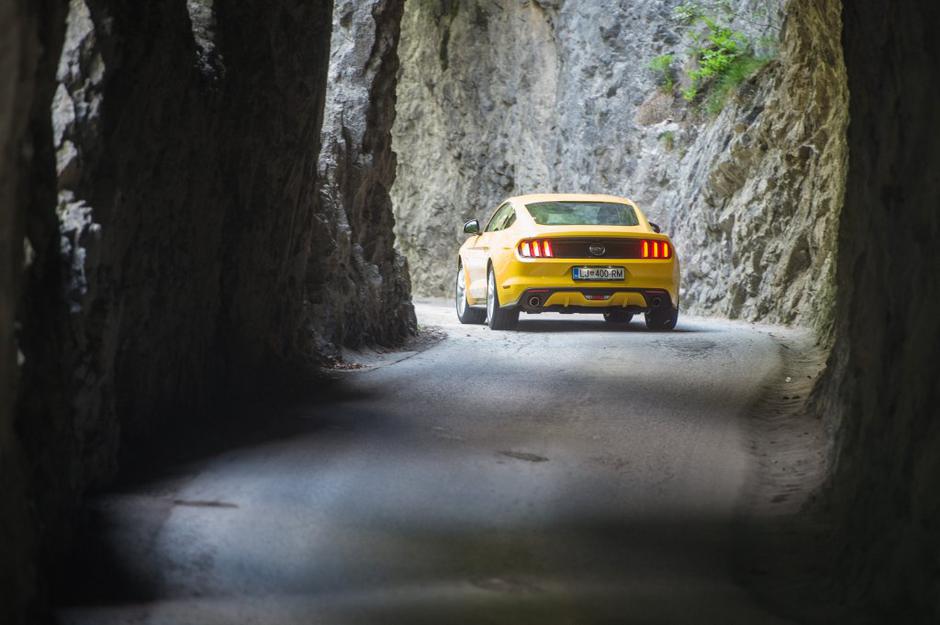 mustang | Avtor: Anže Petkovšek