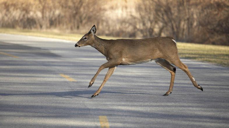 Na nenadno prečkanje živali bodite pozorni predvsem v nočnih in večernih urah. (