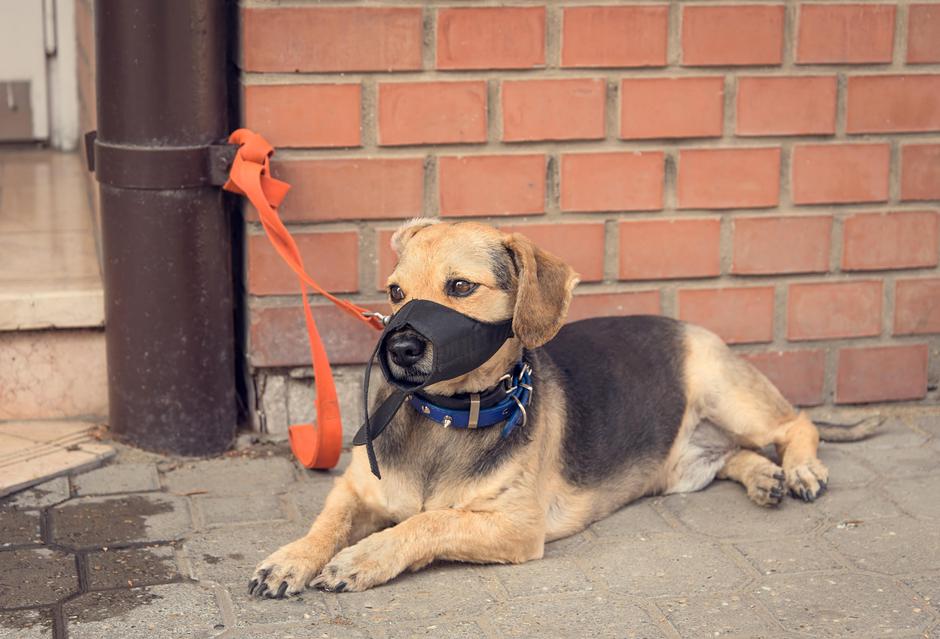 Pes | Avtor: Profimedia